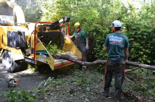 tree services Clay City